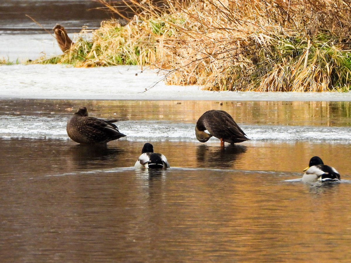 Крижень американський - ML647258796