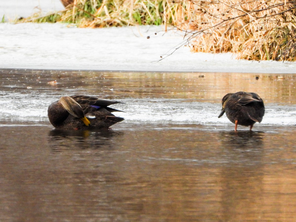 Крижень американський - ML647258797