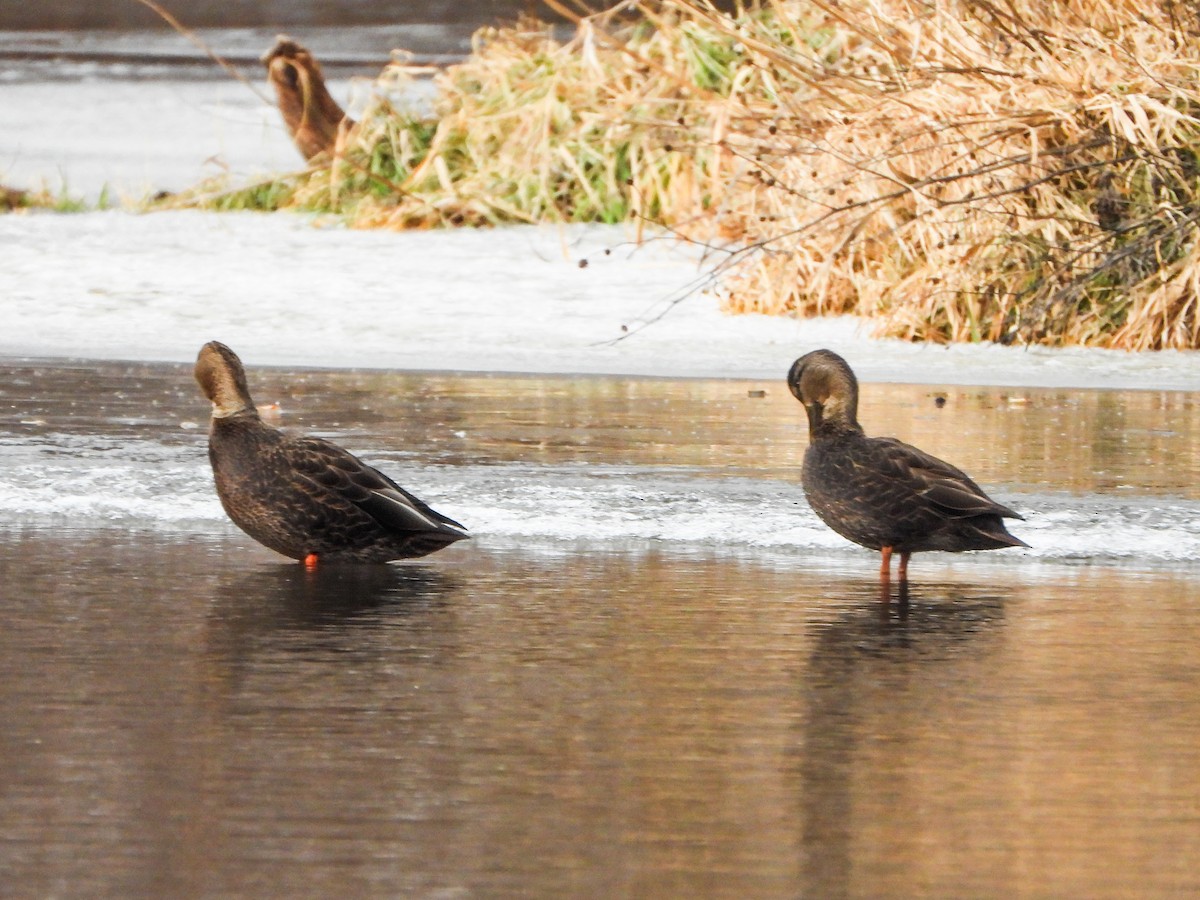 Крижень американський - ML647258798