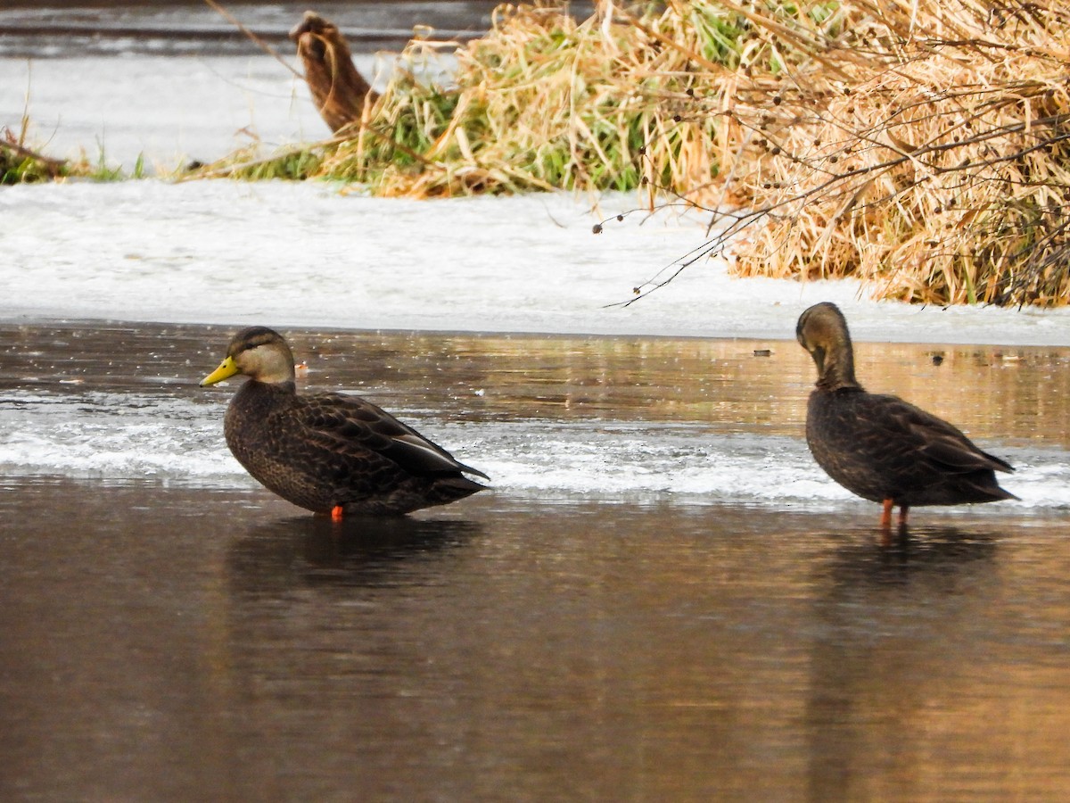 Крижень американський - ML647258799