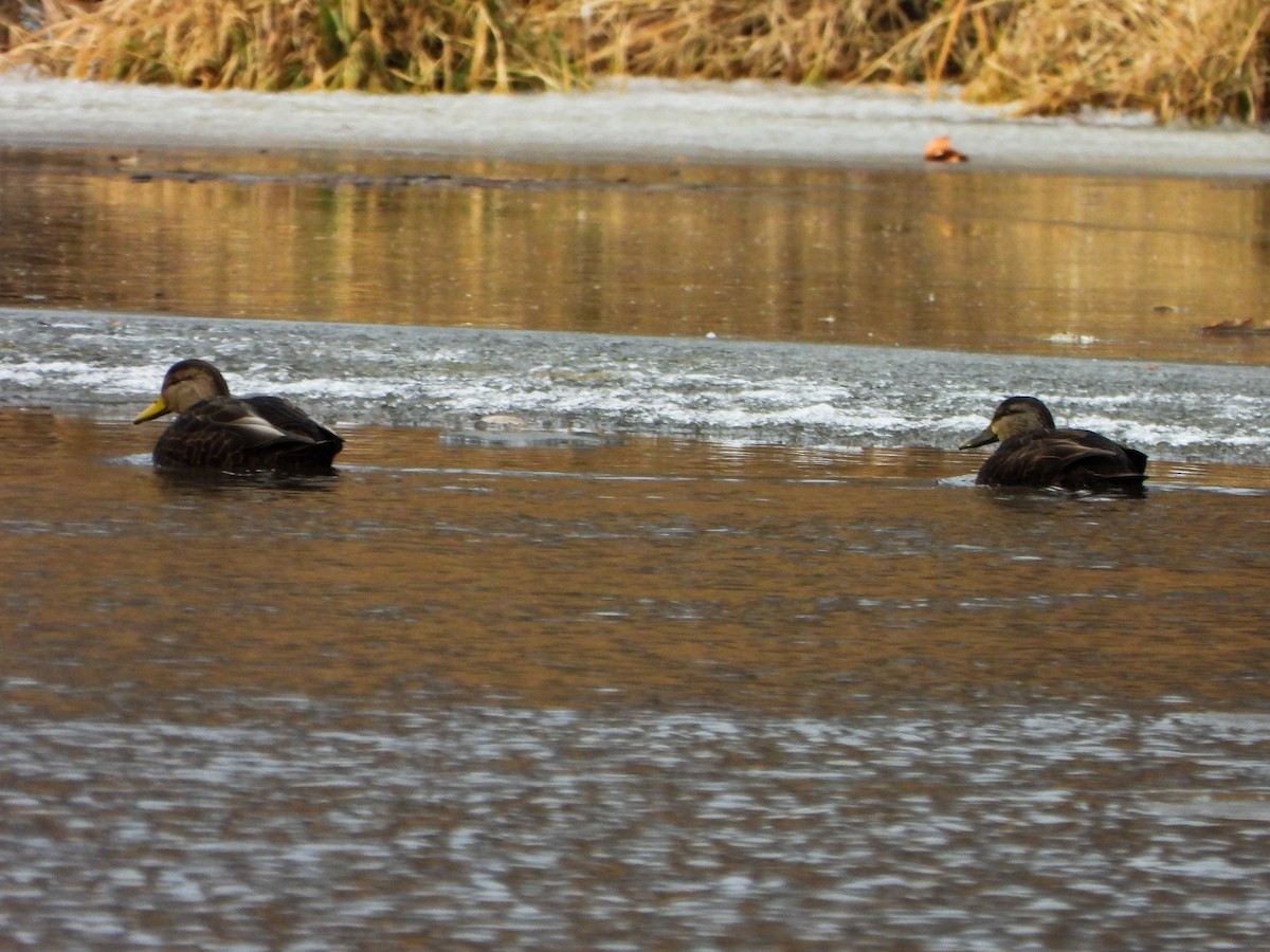 Крижень американський - ML647258800