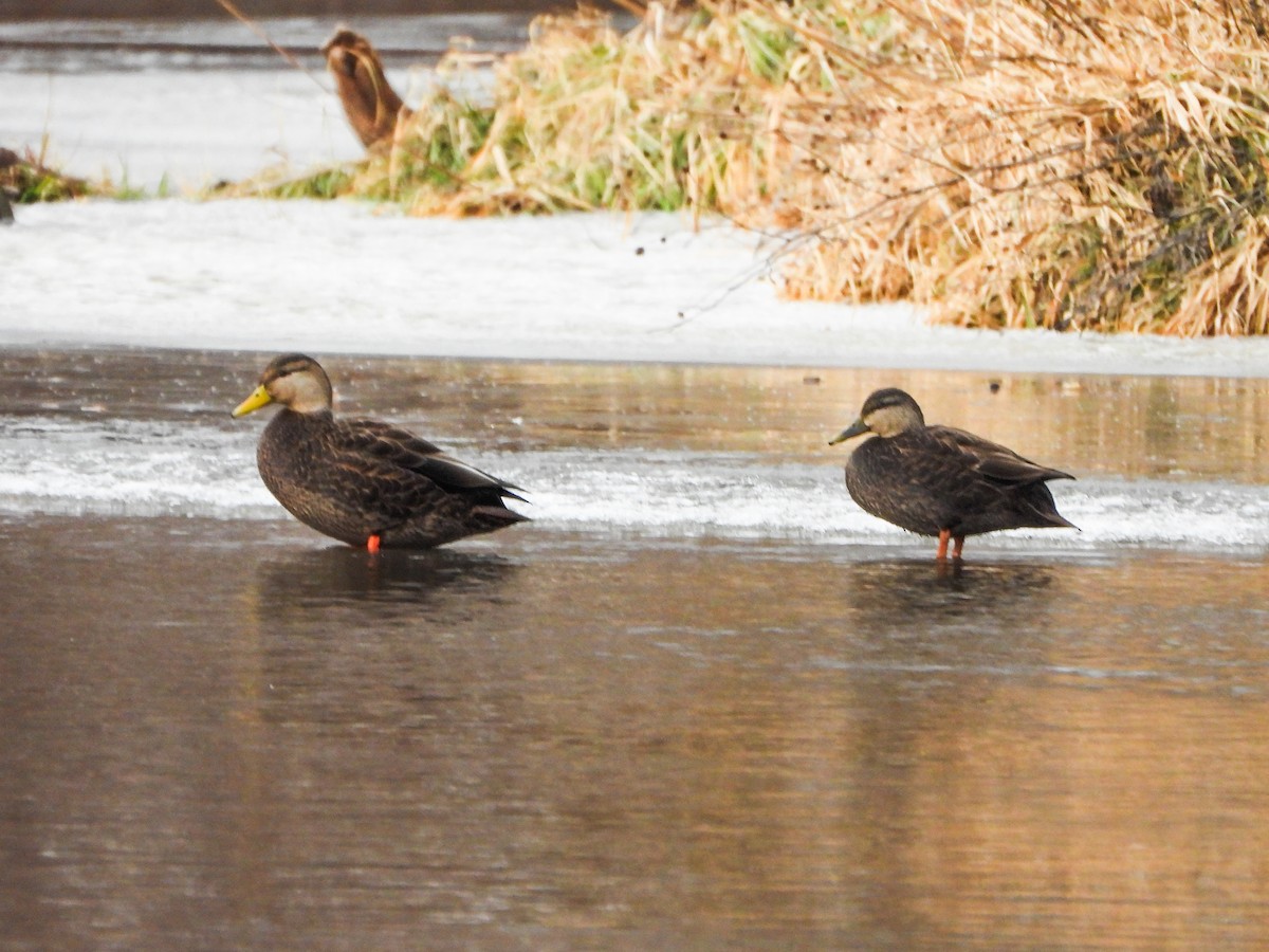 Крижень американський - ML647258801