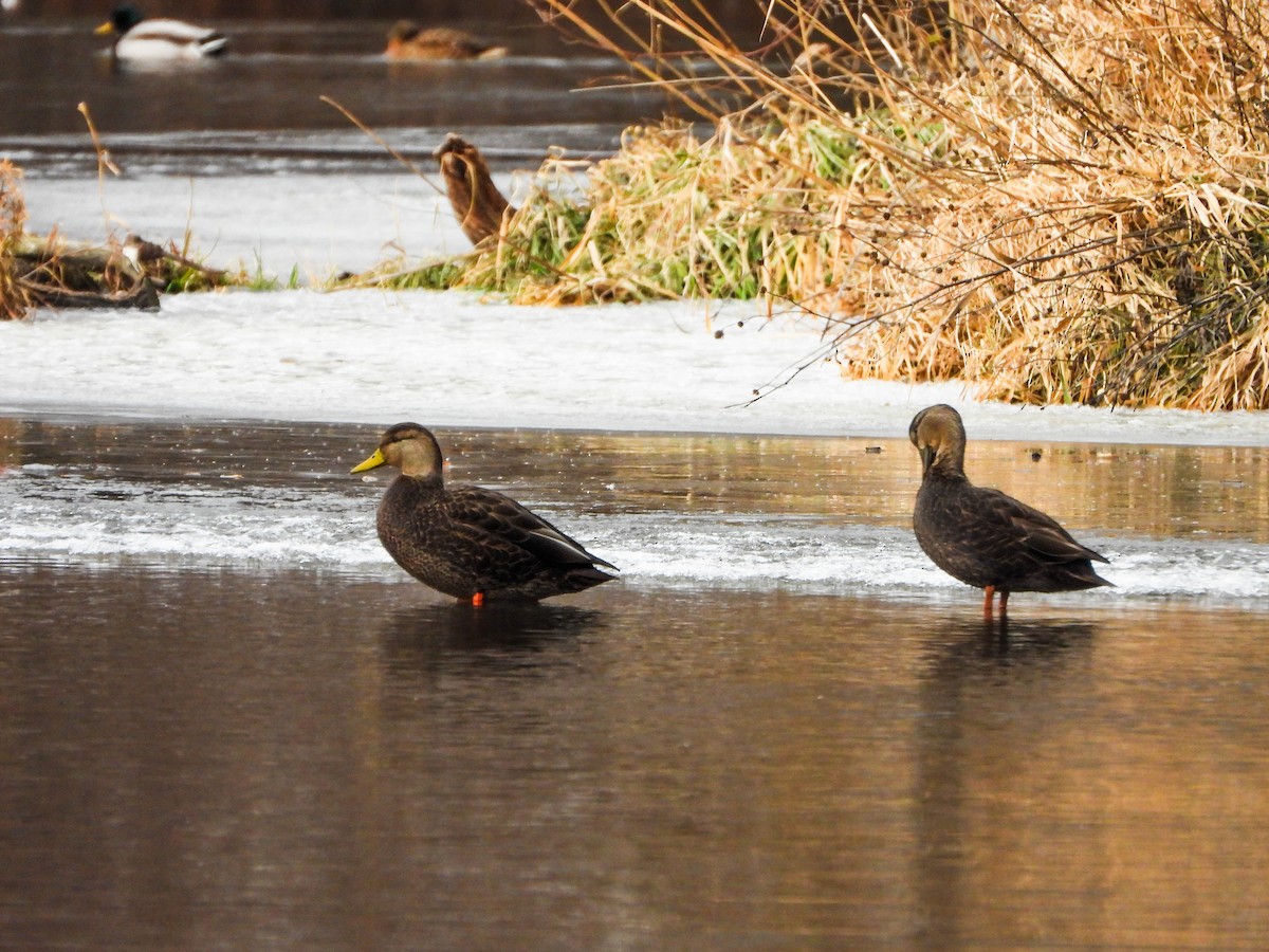 Крижень американський - ML647258802