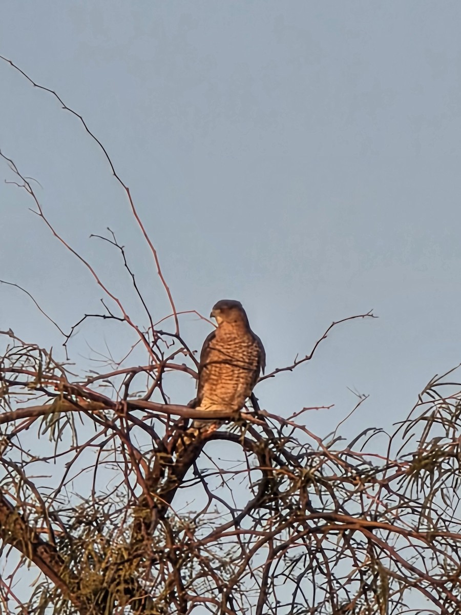 Яструб чорноголовий - ML647258803