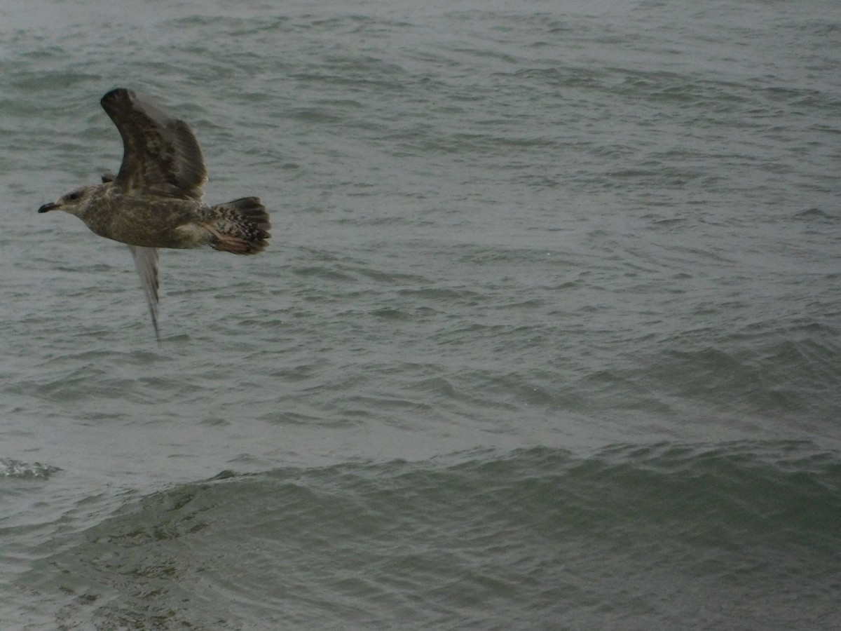 Мартин sp. - ML647258804