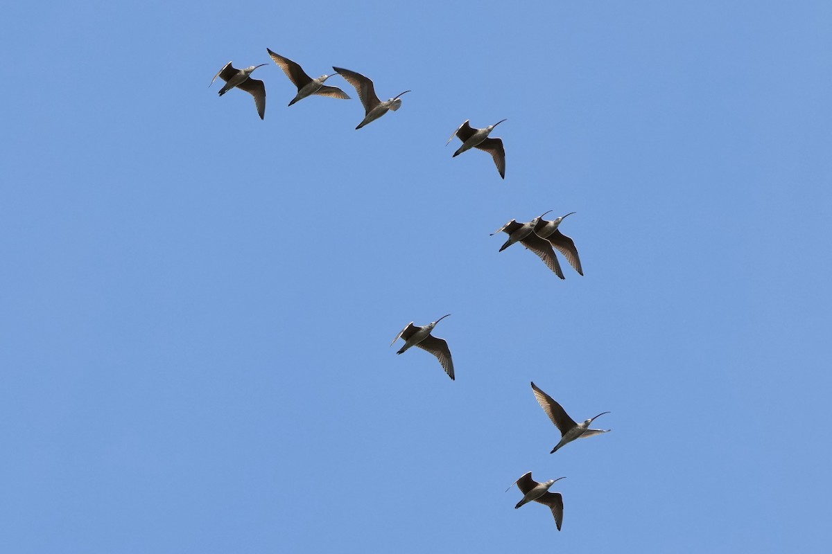 Кульон американський - ML647258805