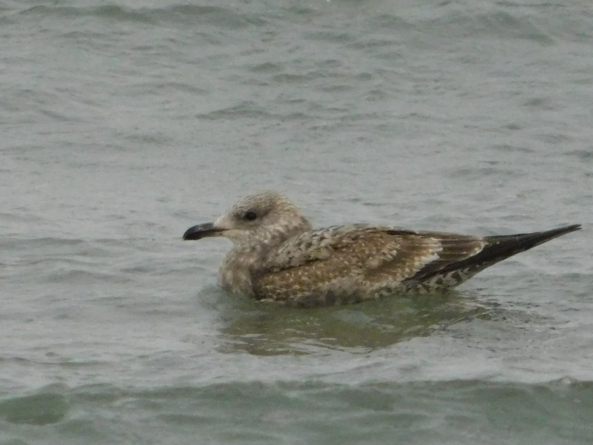 Мартин sp. - ML647258806