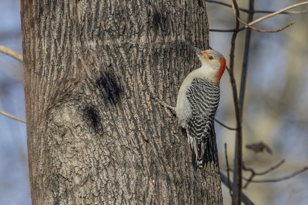 Гіла каролінська - ML647258807