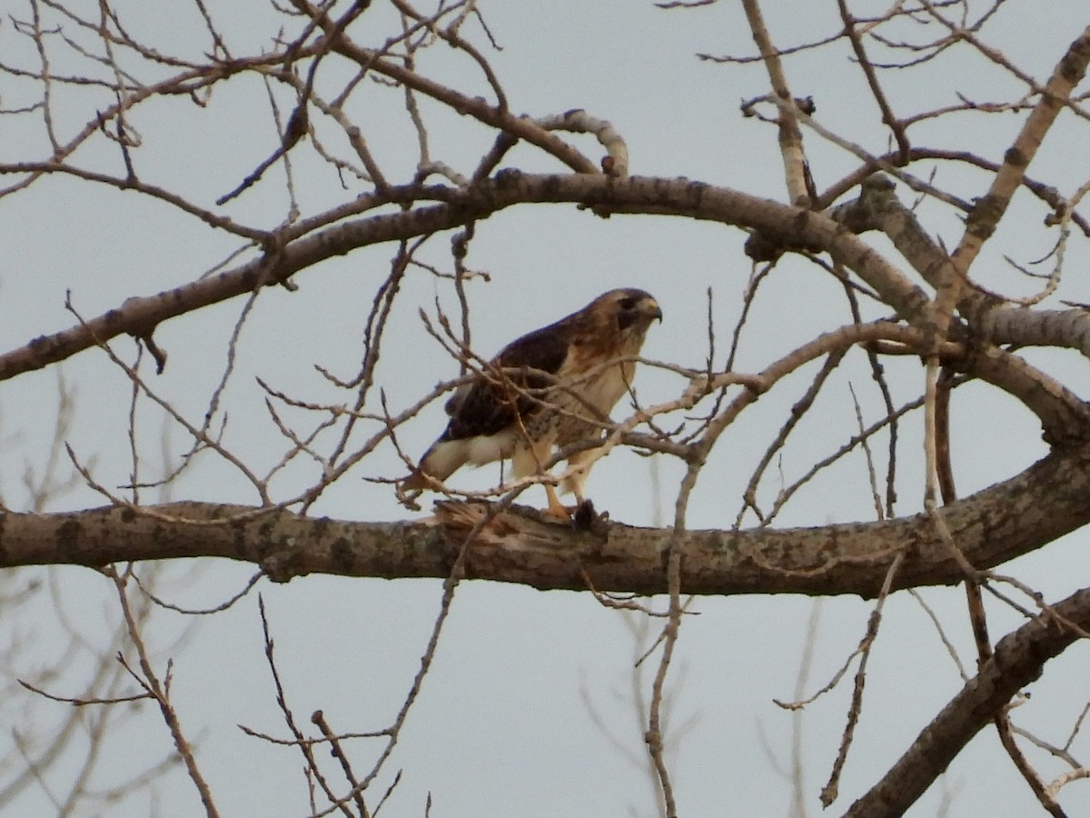 Канюк неоарктичний - ML647258808