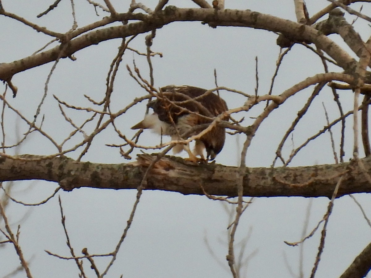 Канюк неоарктичний - ML647258810