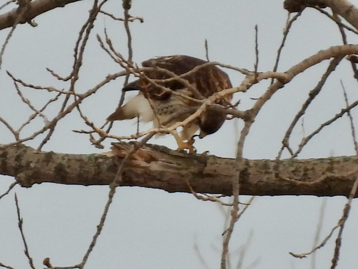 Канюк неоарктичний - ML647258811