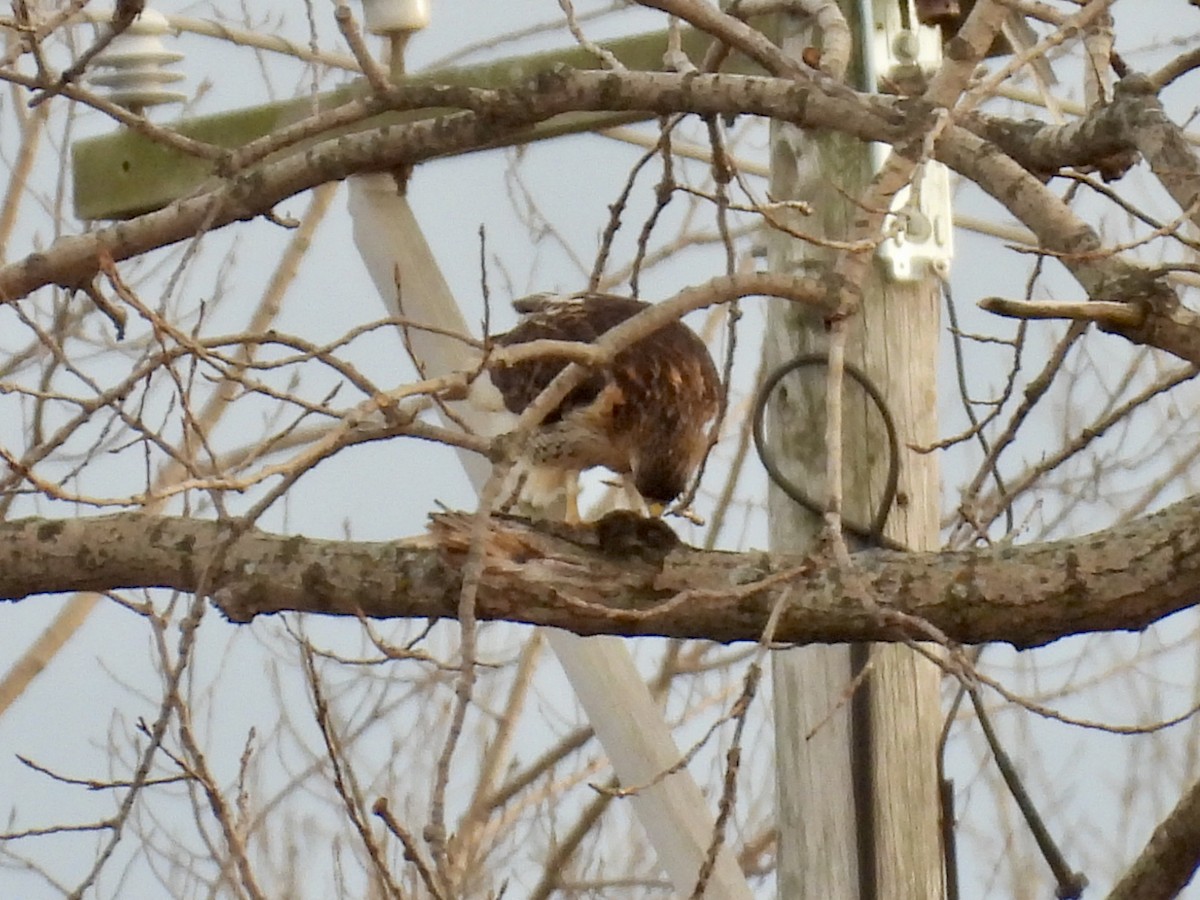 Канюк неоарктичний - ML647258812