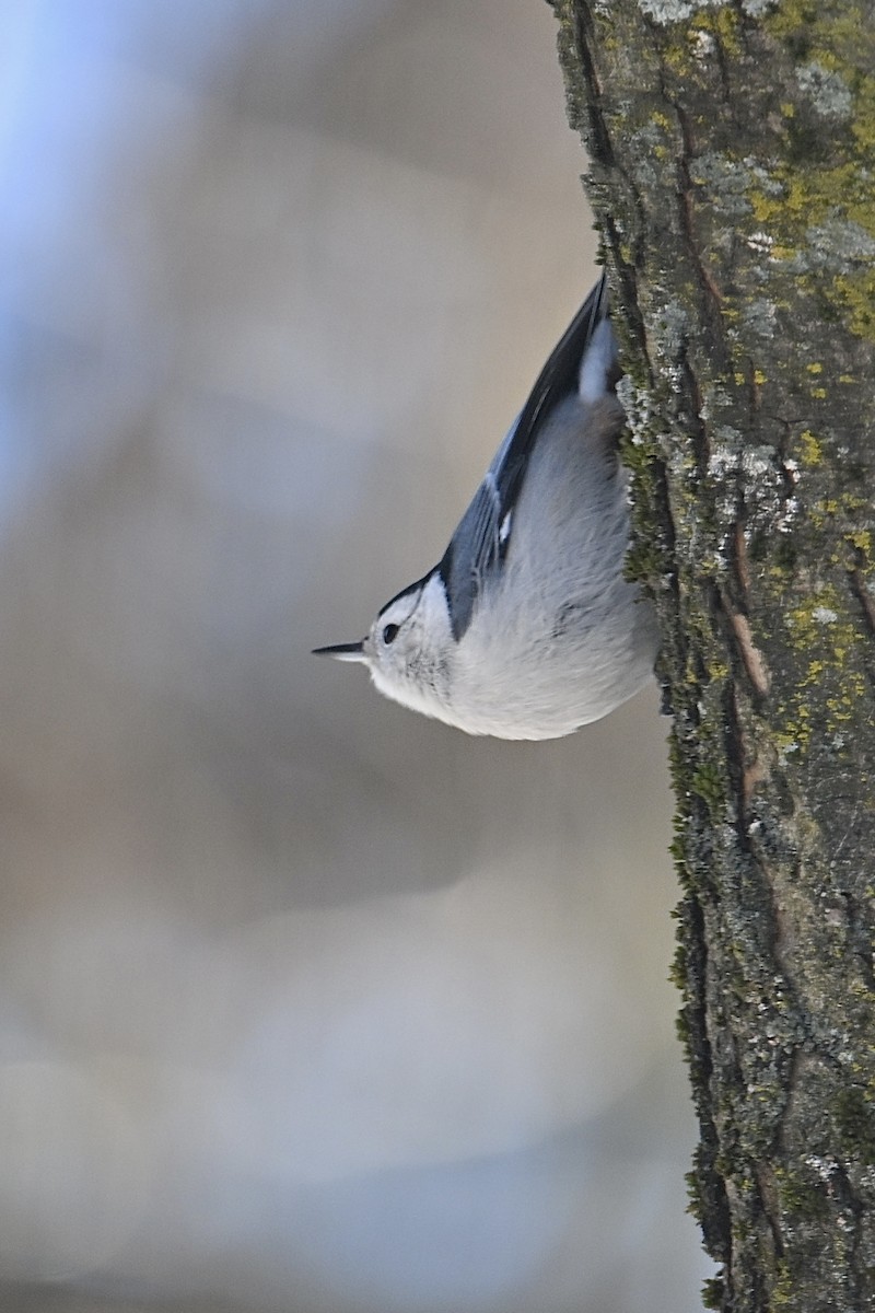 Повзик каролінський - ML647258813