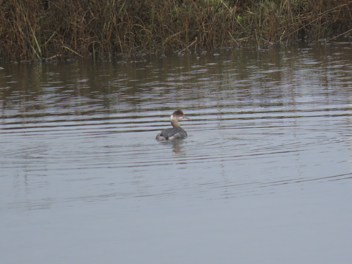 Txilinporta lepabeltza - ML647258817