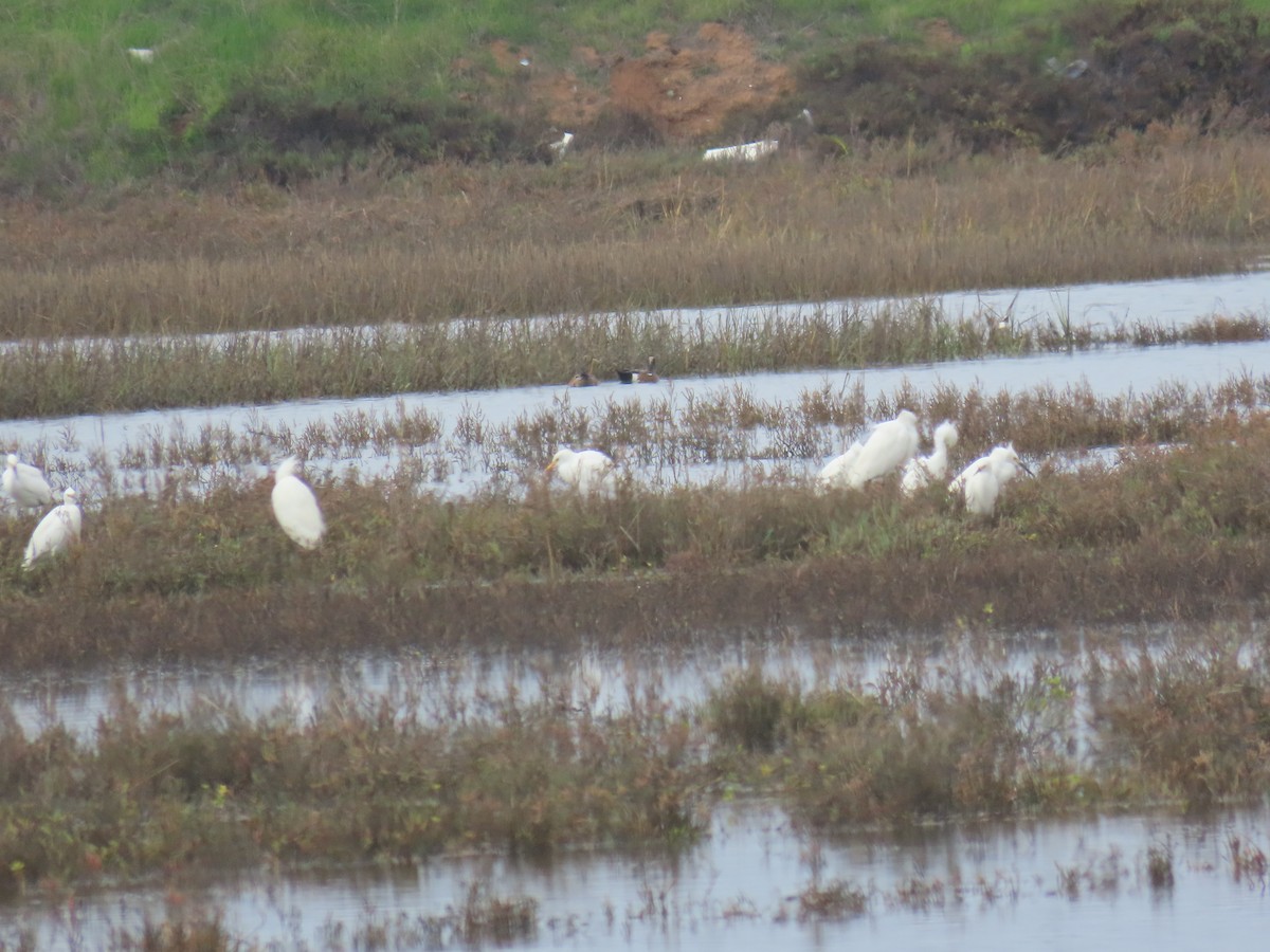 Koartzatxo itzaina - ML647258827