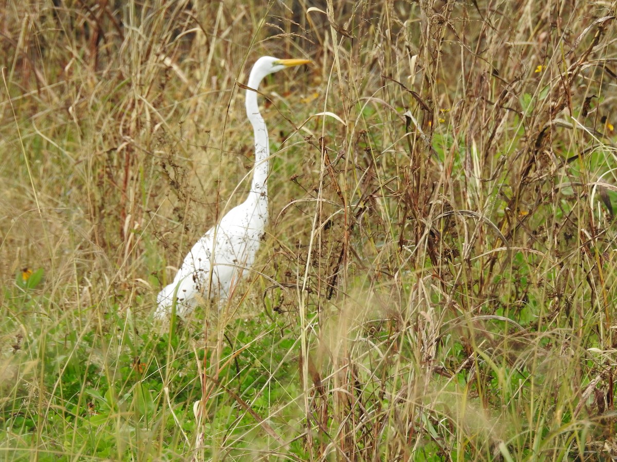Great Egret - ML647258853