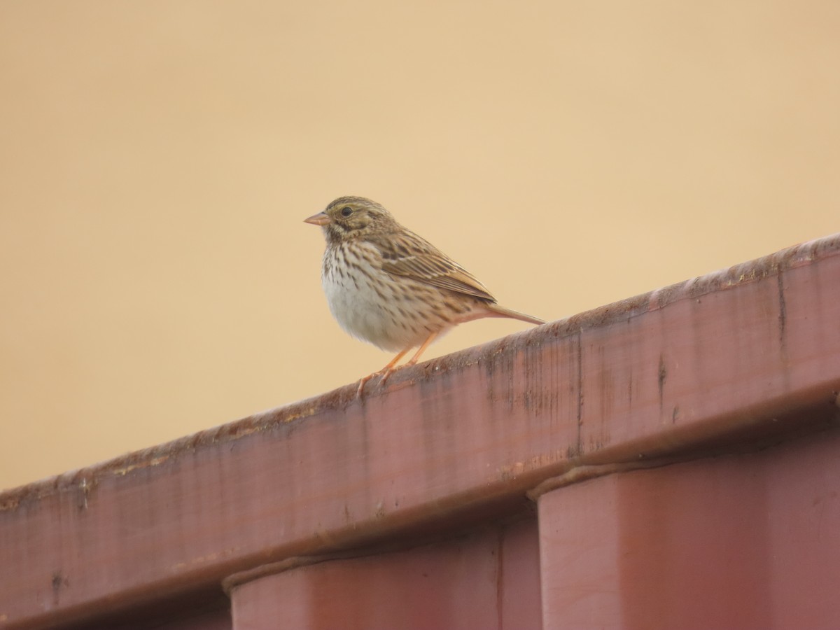 Savannah Sparrow (Savannah) - ML647258854