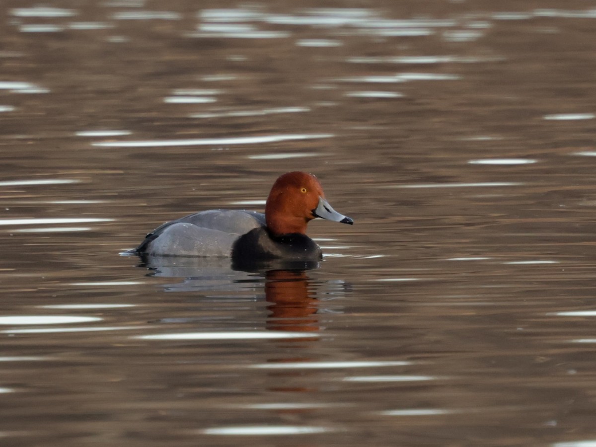 Redhead - ML647258859