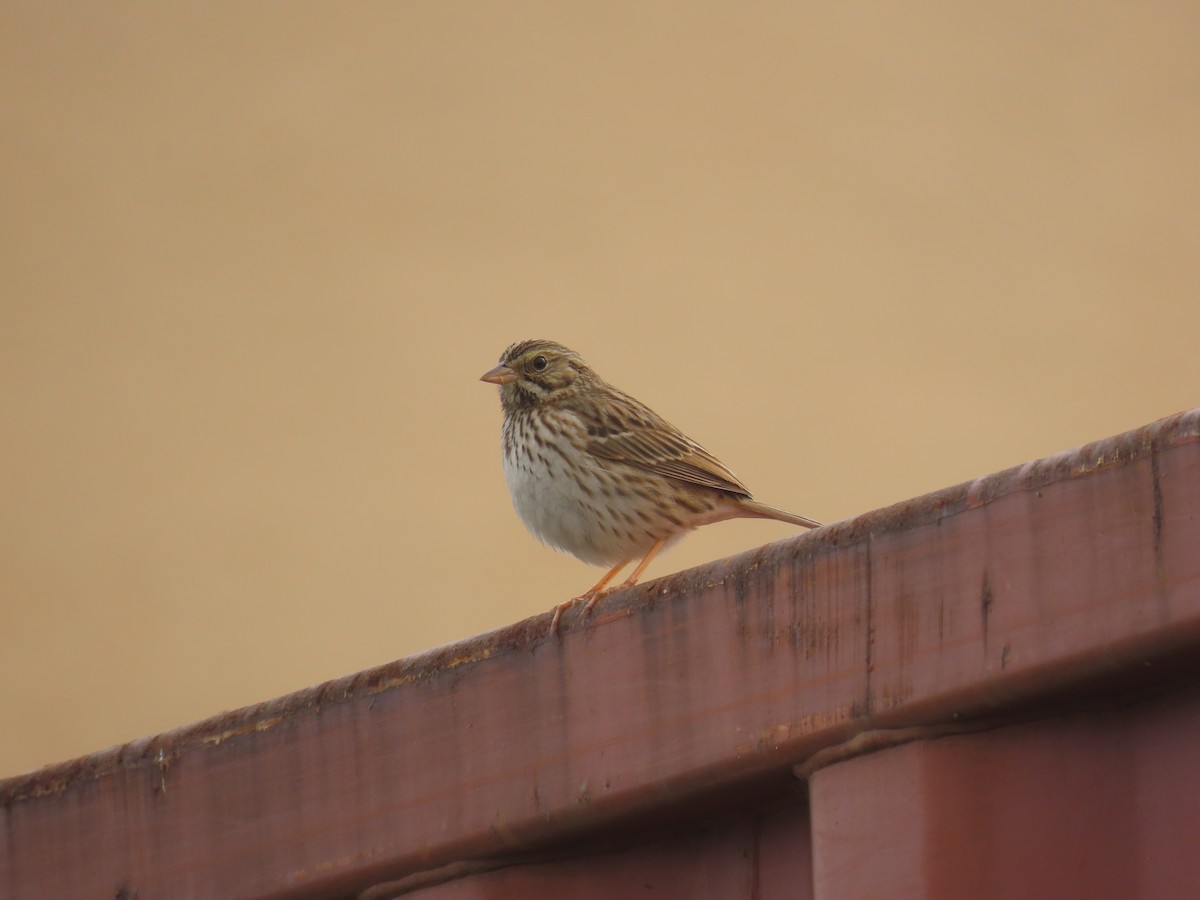 Savannah Sparrow (Savannah) - ML647258860
