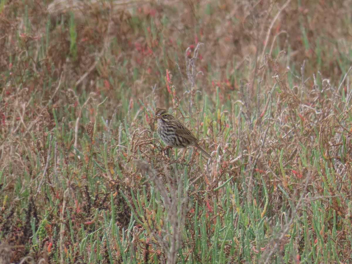 Savannah Sparrow (Belding's) - ML647258874
