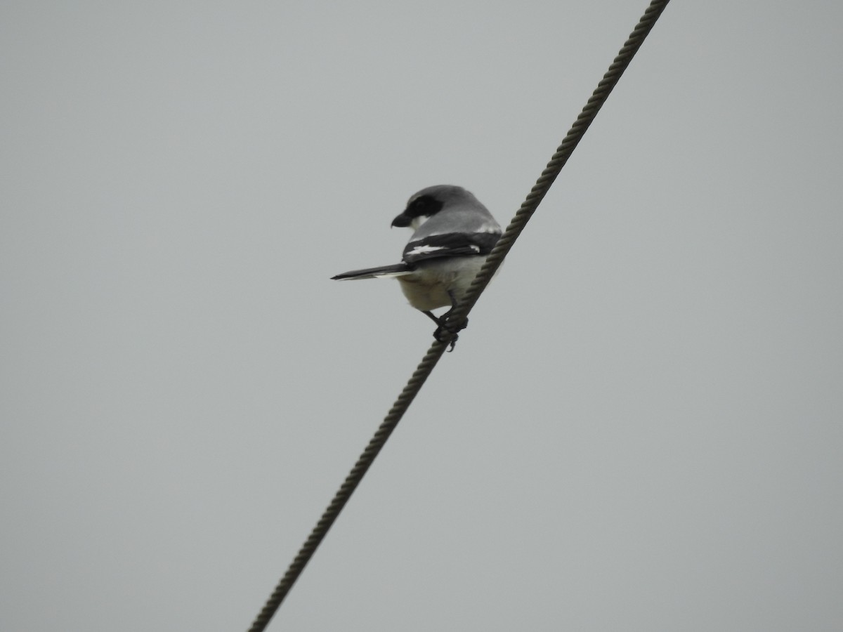 Loggerhead Shrike - ML647258877