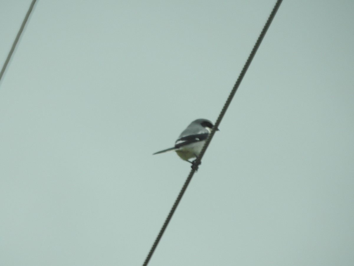 Loggerhead Shrike - ML647258878