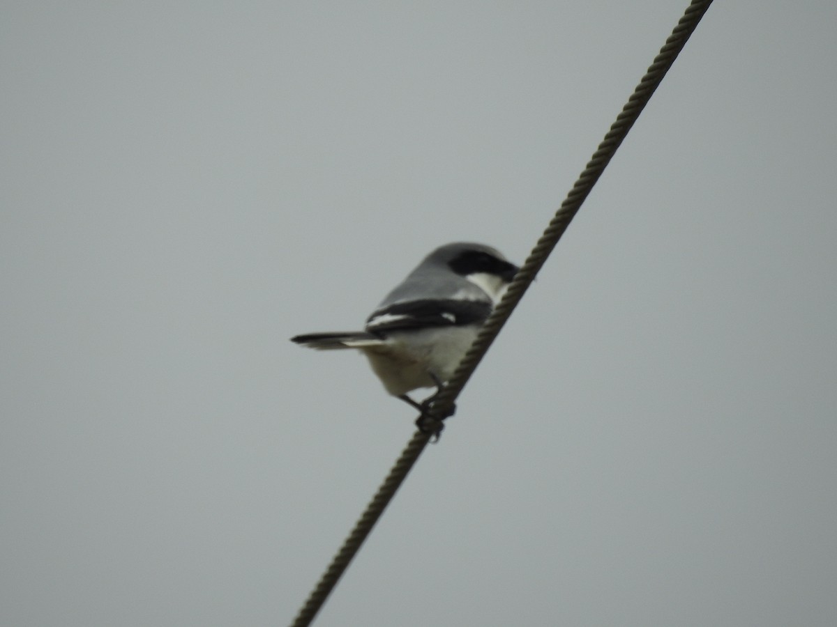 Loggerhead Shrike - ML647258879