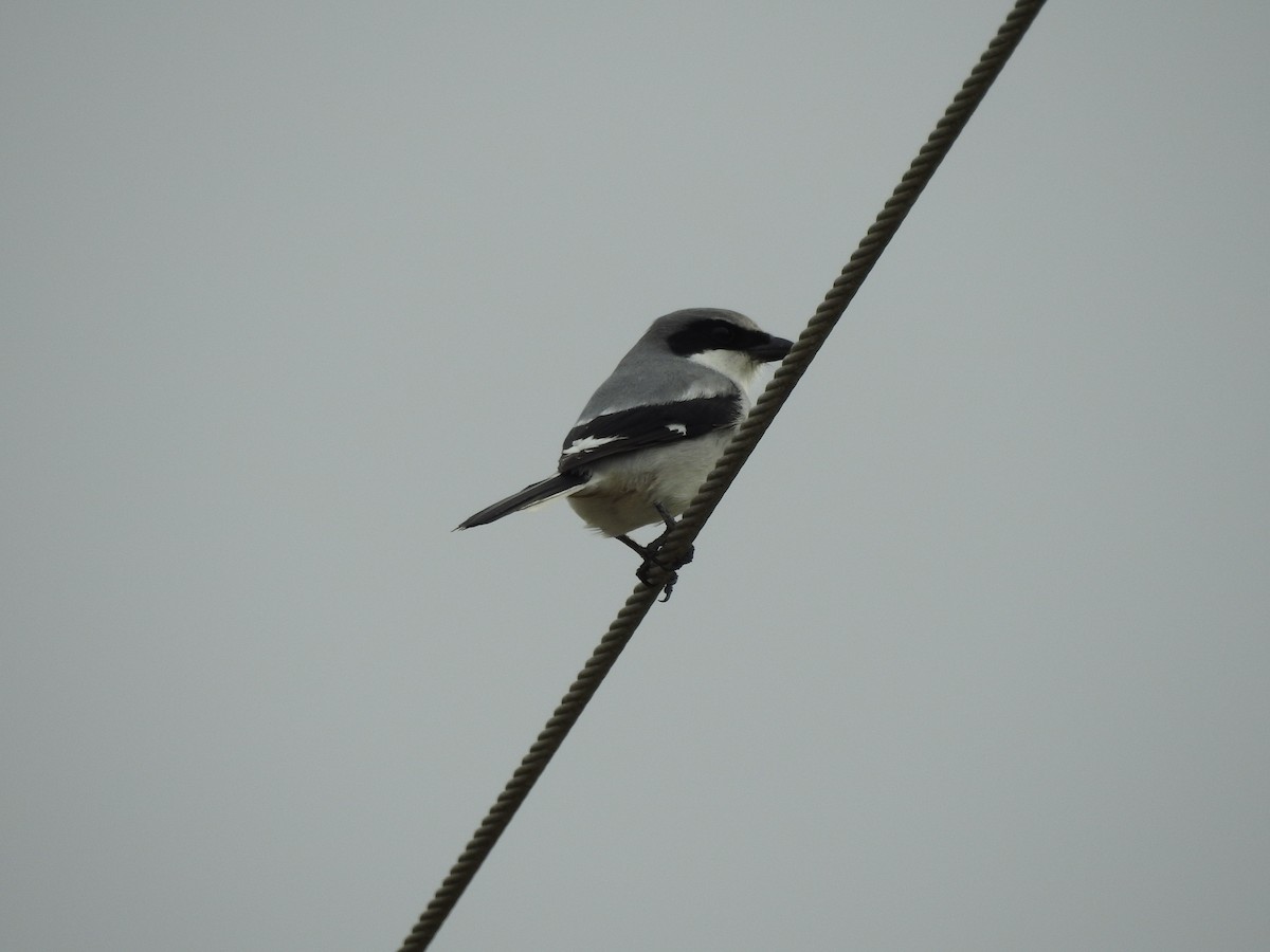 Loggerhead Shrike - ML647258880