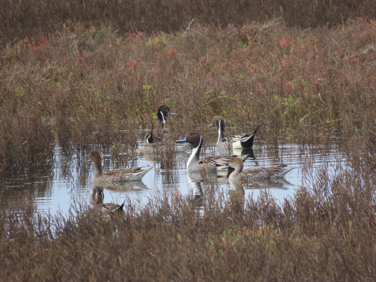 Ahate buztanluzea - ML647258893