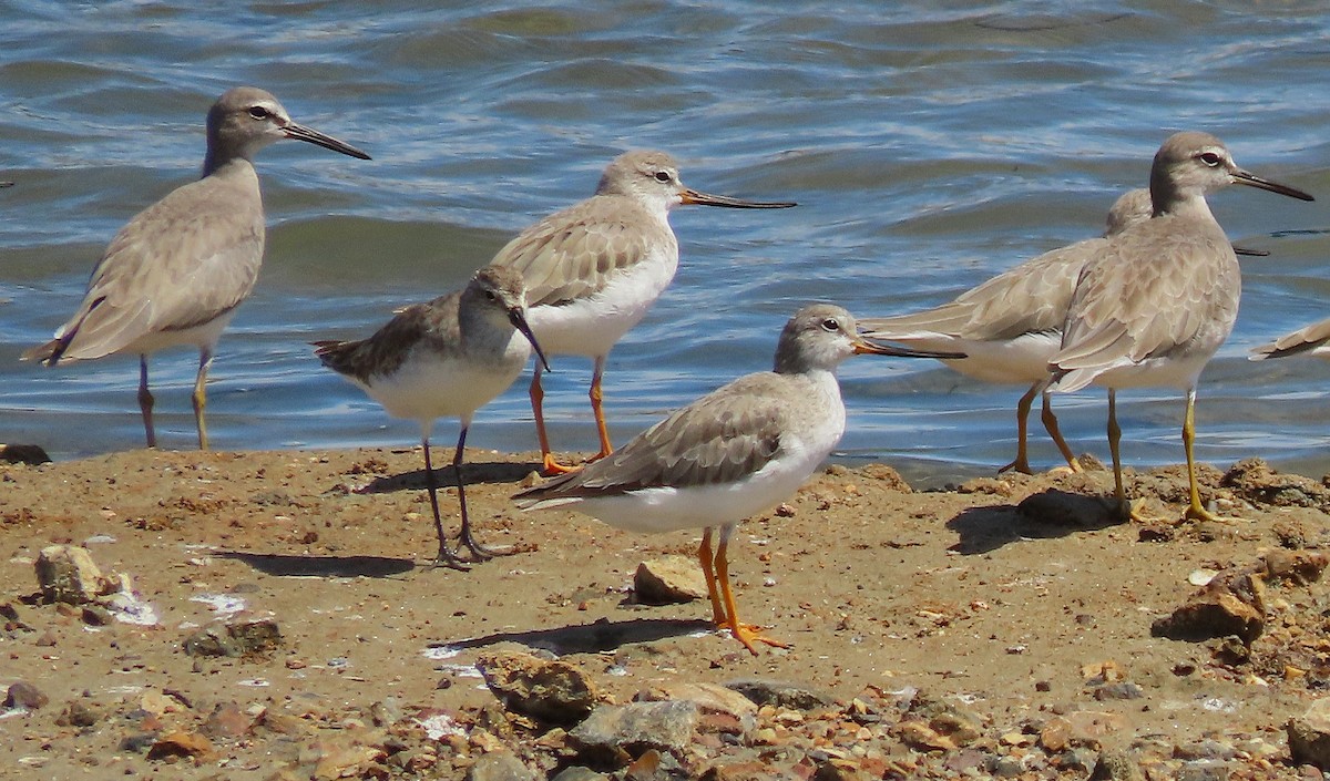 ソリハシシギ - ML647258905