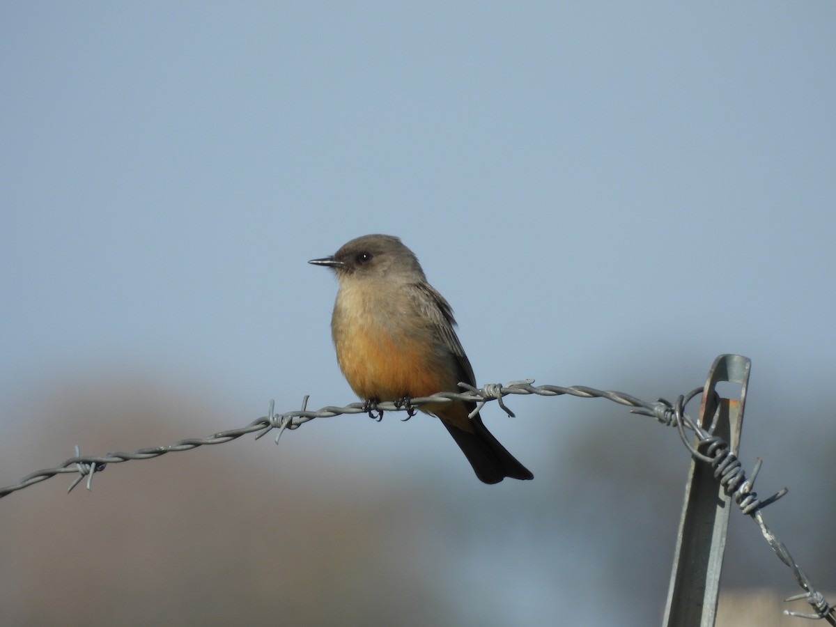 Say's Phoebe - ML647258918