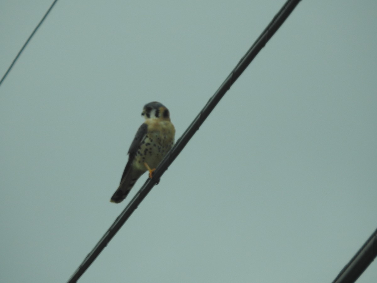 American Kestrel - ML647258924