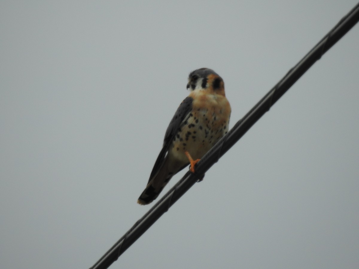 American Kestrel - ML647258925