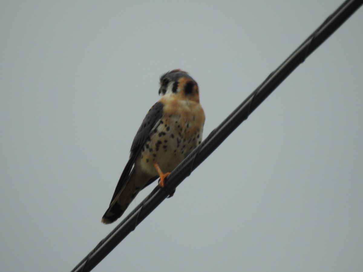 American Kestrel - ML647258926