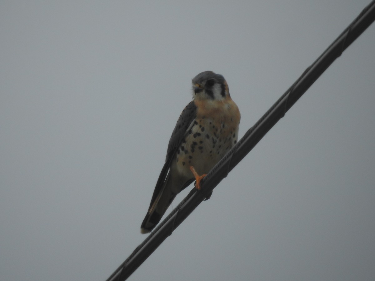 American Kestrel - ML647258927