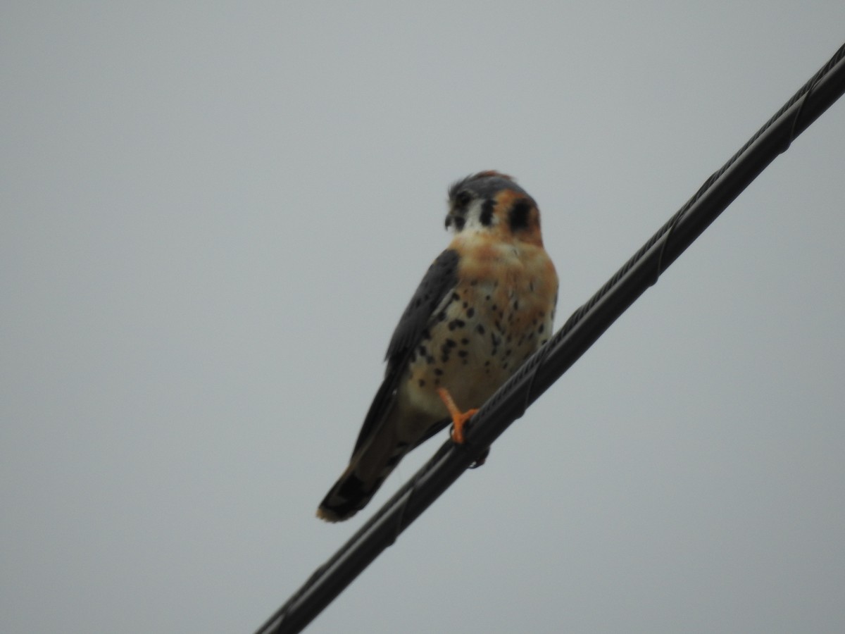 American Kestrel - ML647258928