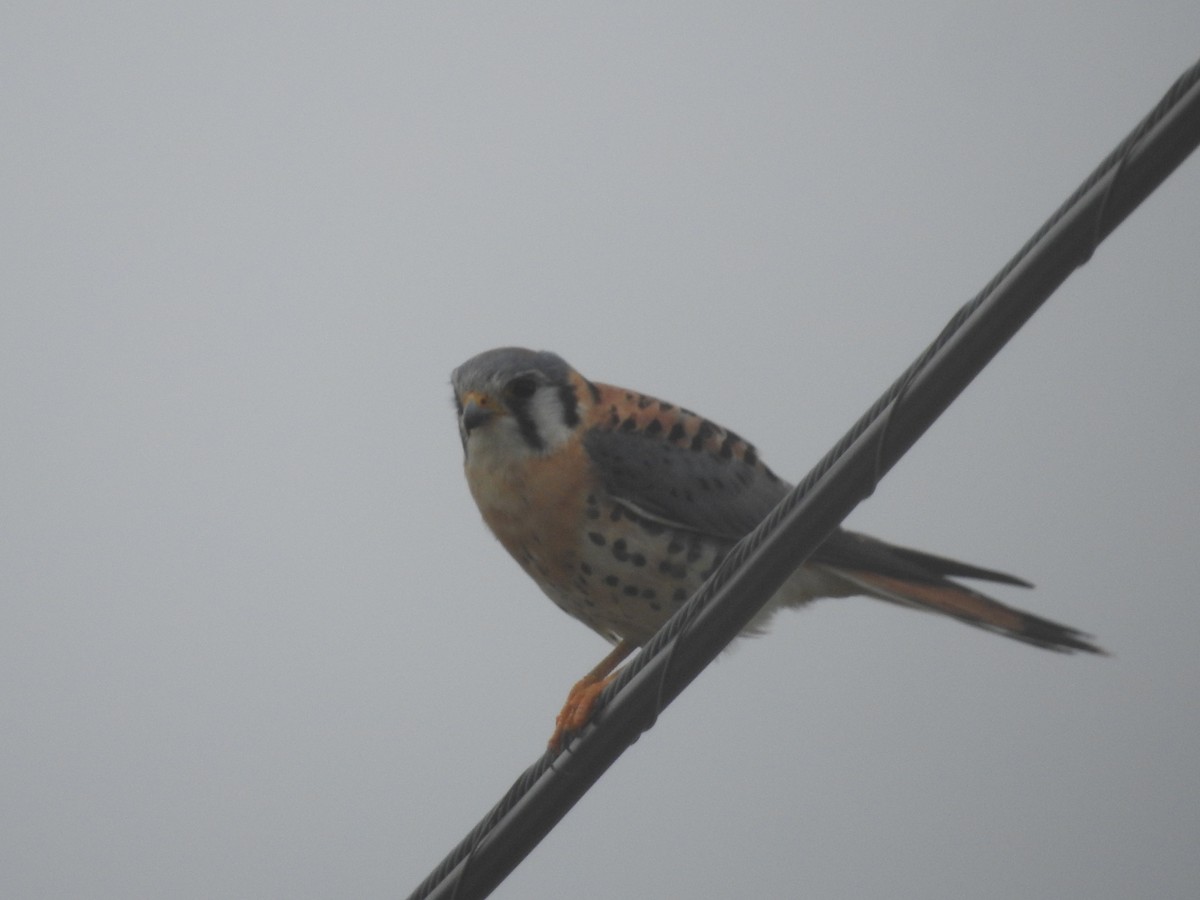 American Kestrel - ML647258929
