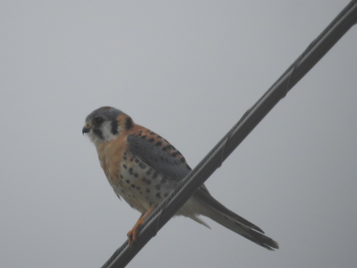 American Kestrel - ML647258930