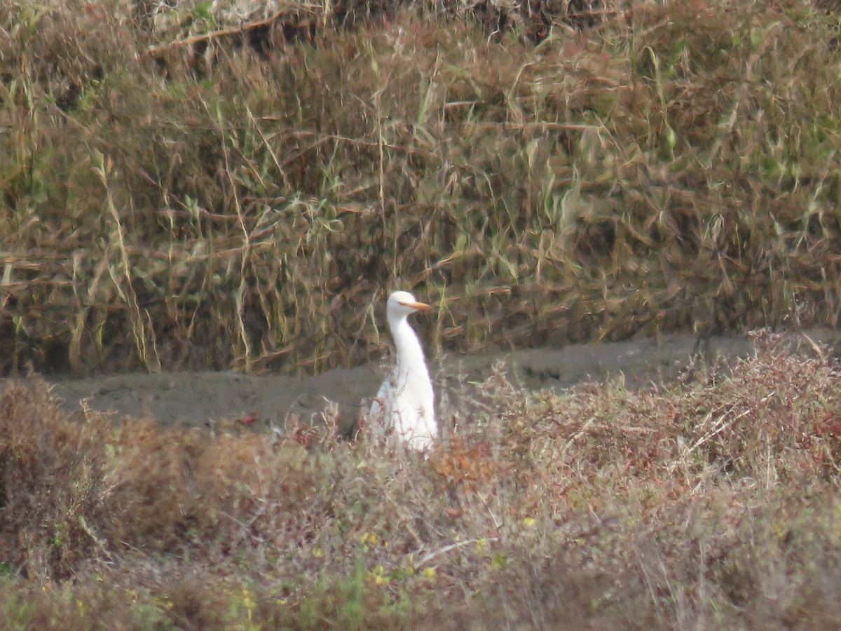 Koartzatxo itzaina - ML647258931