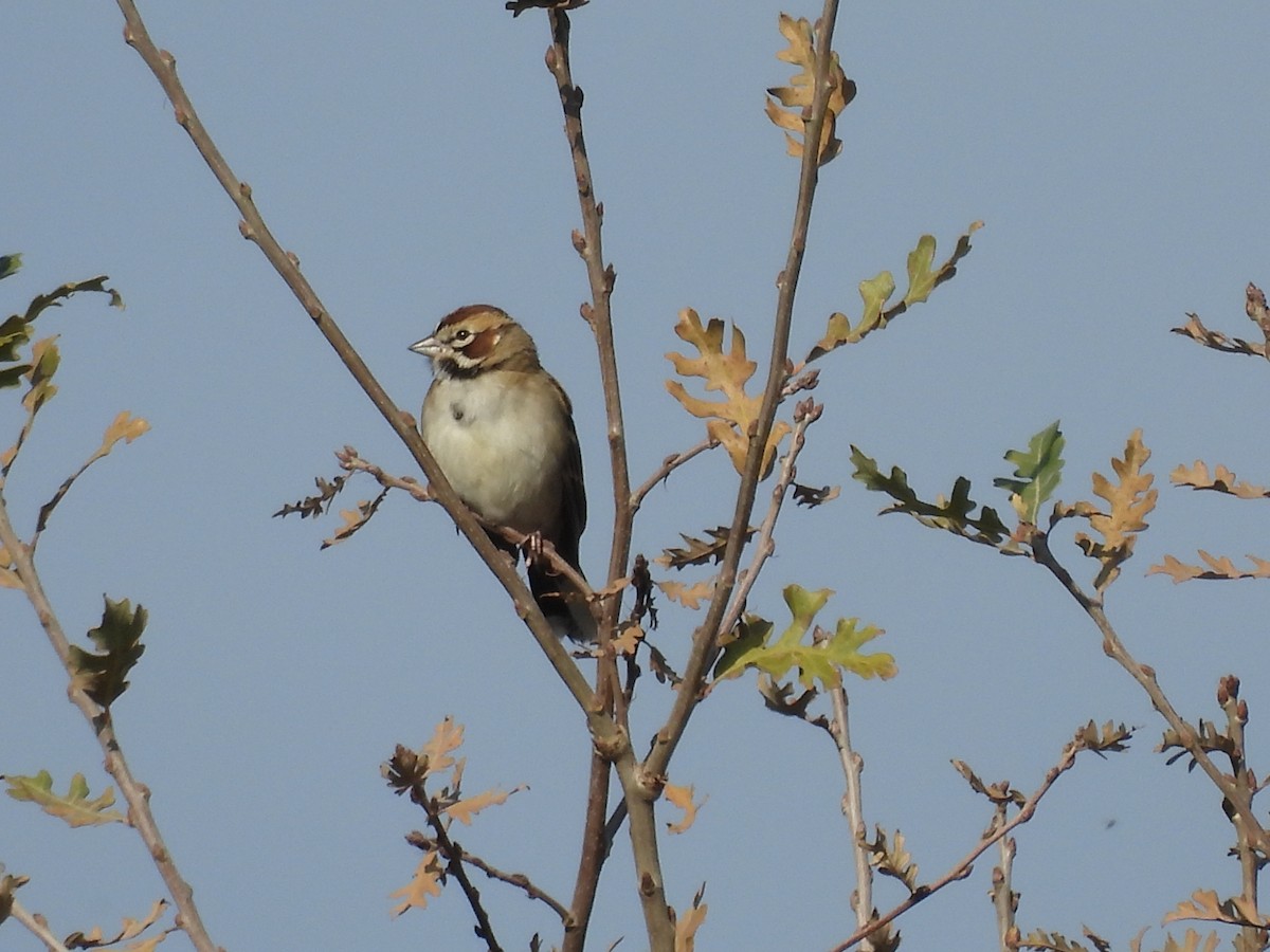 Lark Sparrow - ML647258940