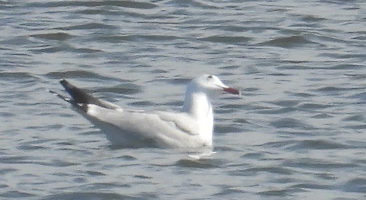 Audouin's Gull - ML647258966