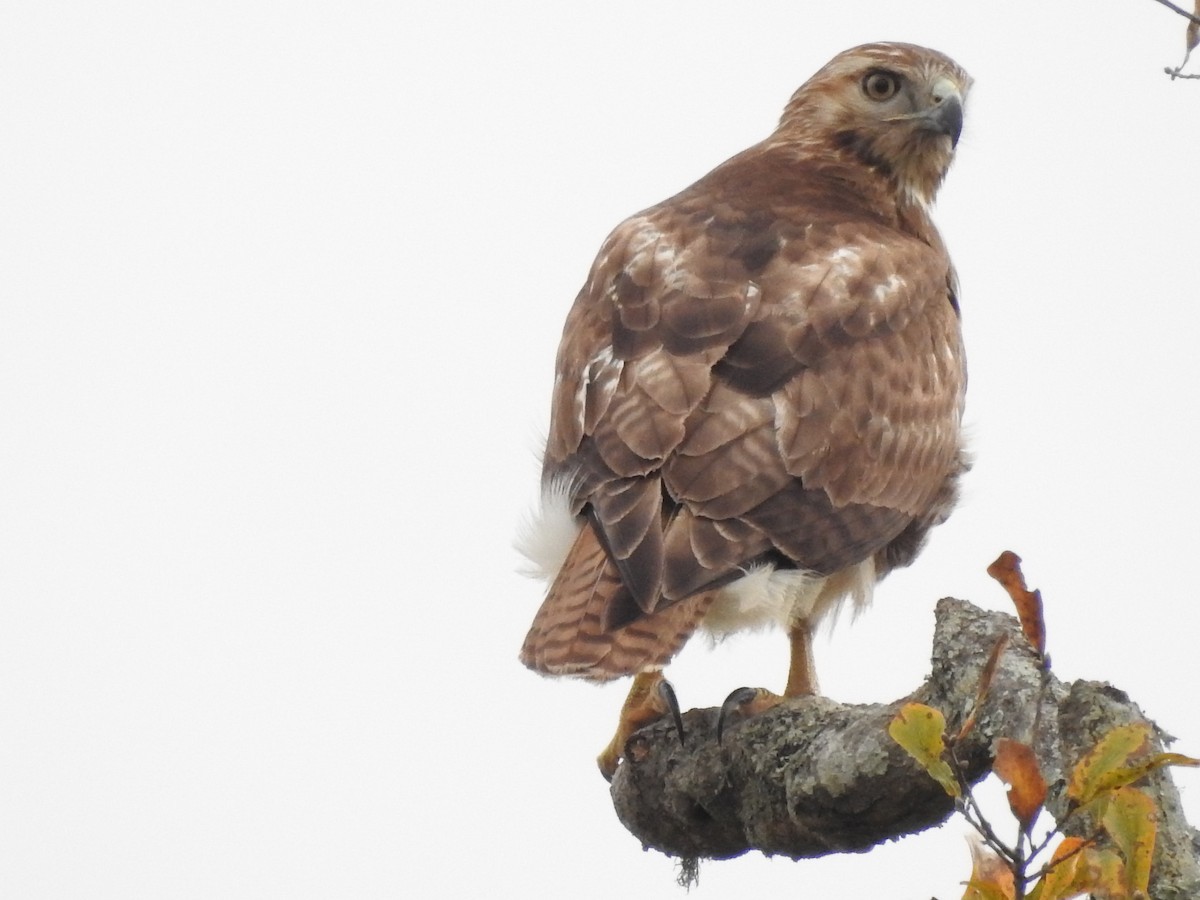 Red-tailed Hawk - ML647258967