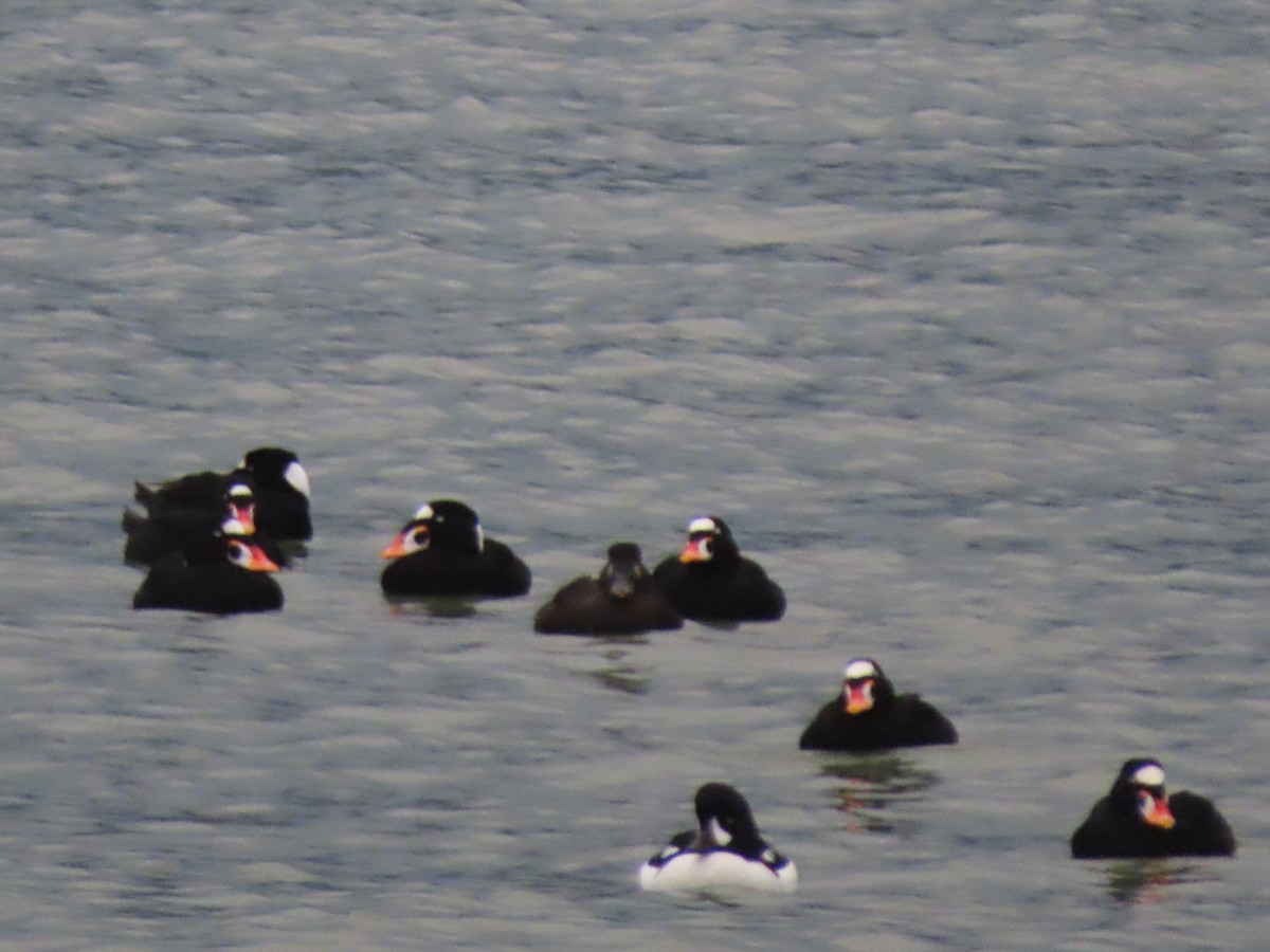 Surf Scoter - ML647258973