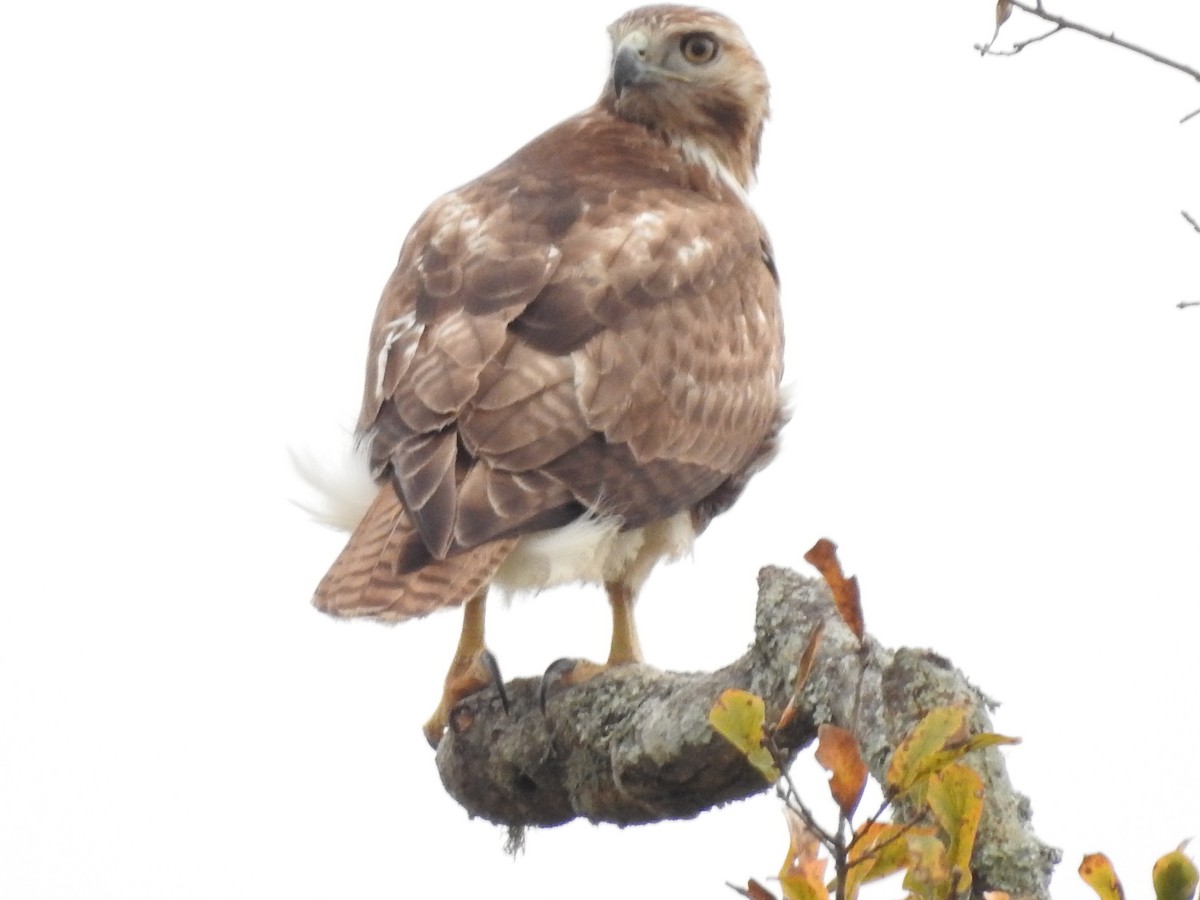 Red-tailed Hawk - ML647258987