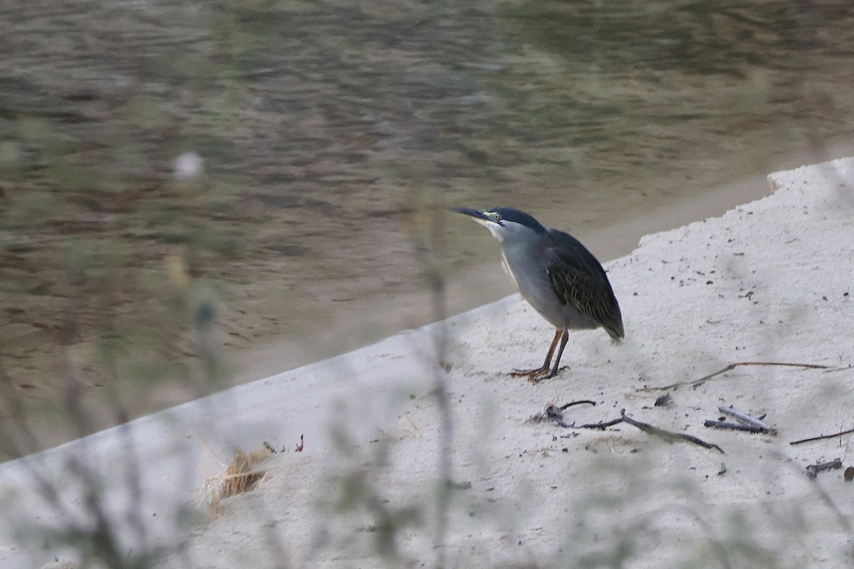 綠簑鷺 - ML647258990