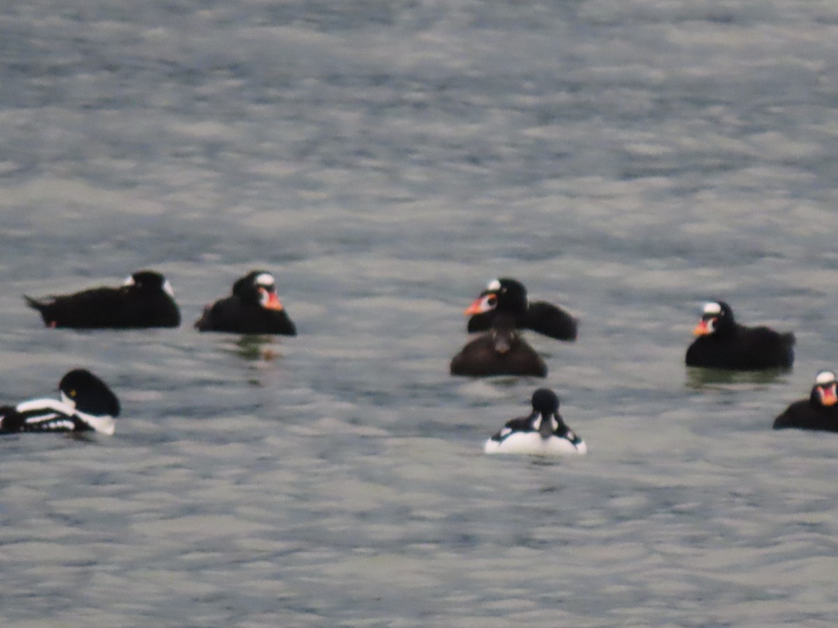 Surf Scoter - ML647258995