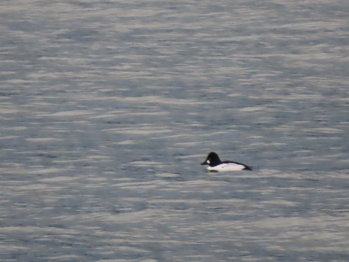 Common Goldeneye - ML647259026