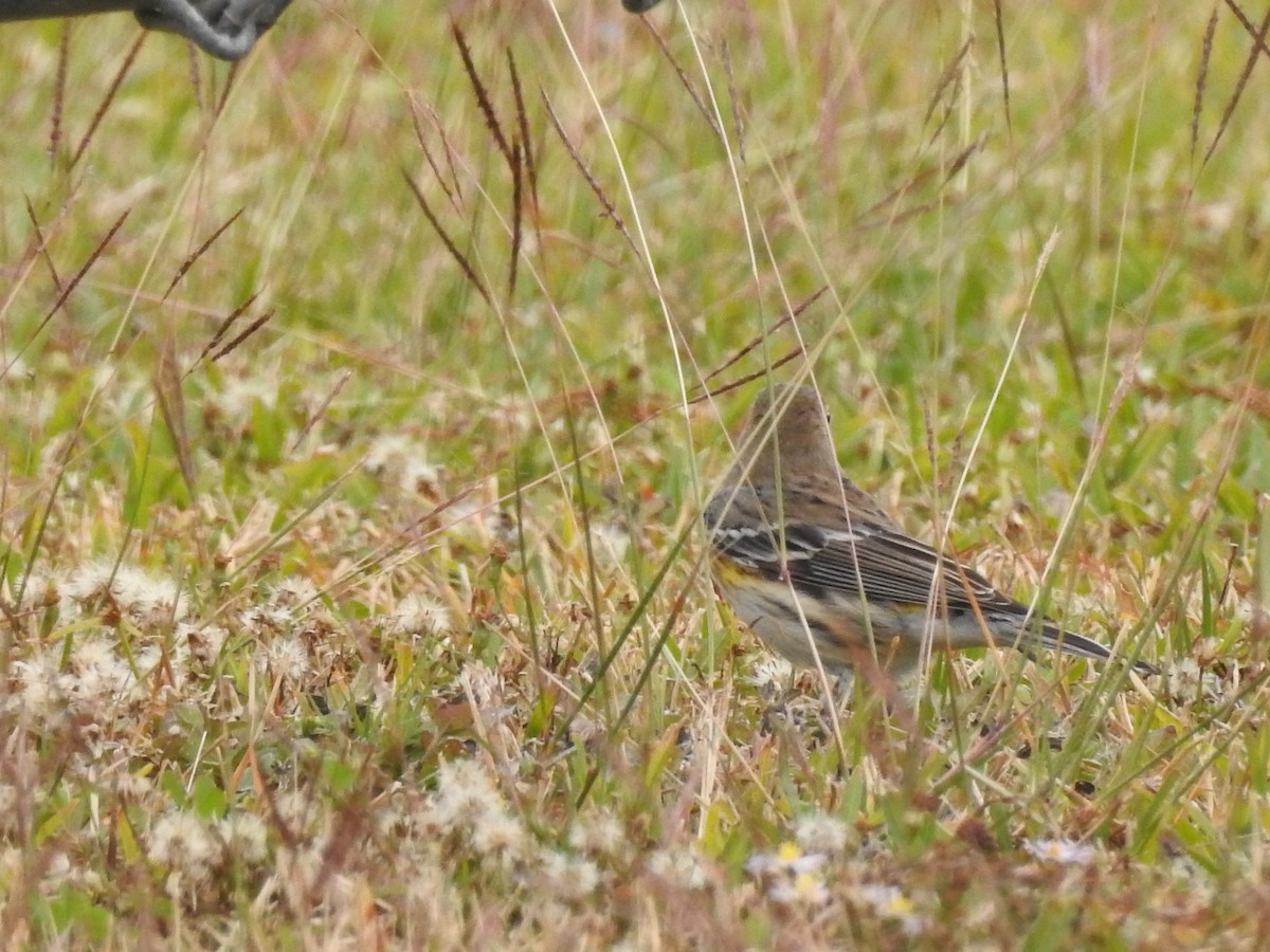 Yellow-rumped Warbler - ML647259044