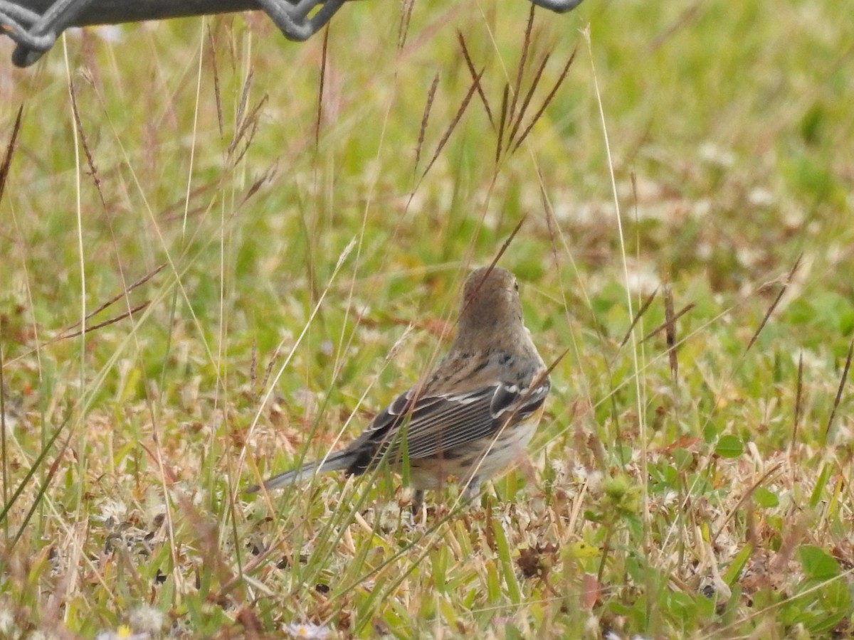 Yellow-rumped Warbler - ML647259045