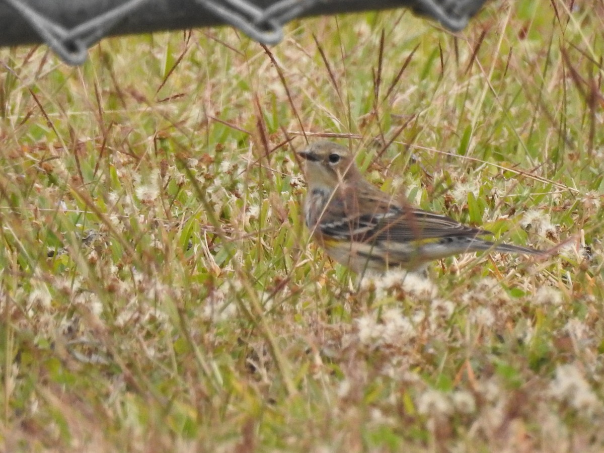 Yellow-rumped Warbler - ML647259046